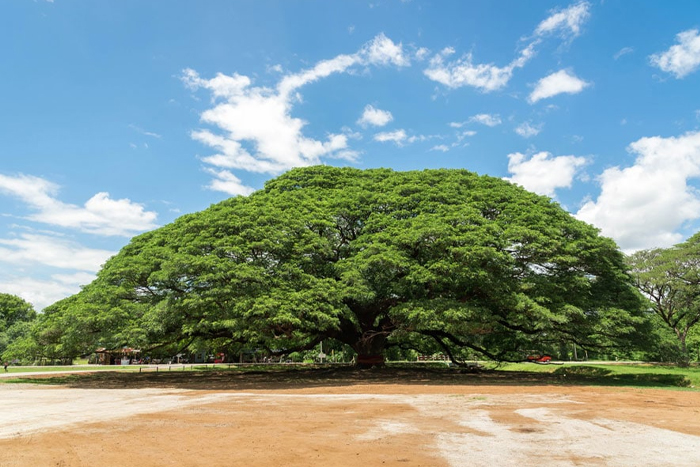 The Giant Rain Tree