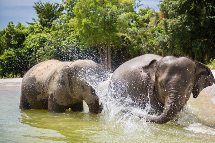 Samui Elephant Sanctuary