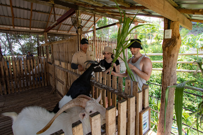 What to do in Koh Yao Yai in 2 days? Visit the Santhiya Mini Farm to interact with the animals!