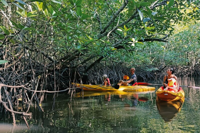 Kayaking trip through the mangroves of southern Koh Yao Yai