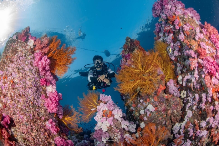Scuba Diving in Koh Lipe Island