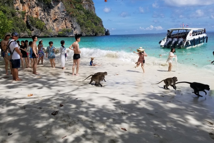 What to do in Koh Phi Phi in 3 days? Visit Monkey Beach, Koh Phi Phi Don