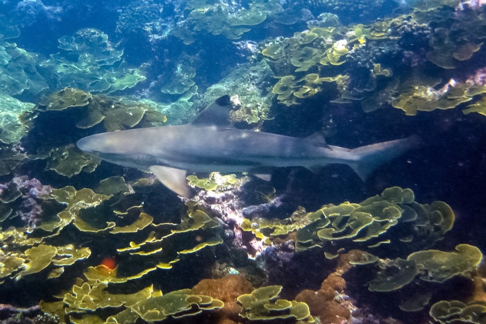 Snorkeling with reef sharks at Phi Phi