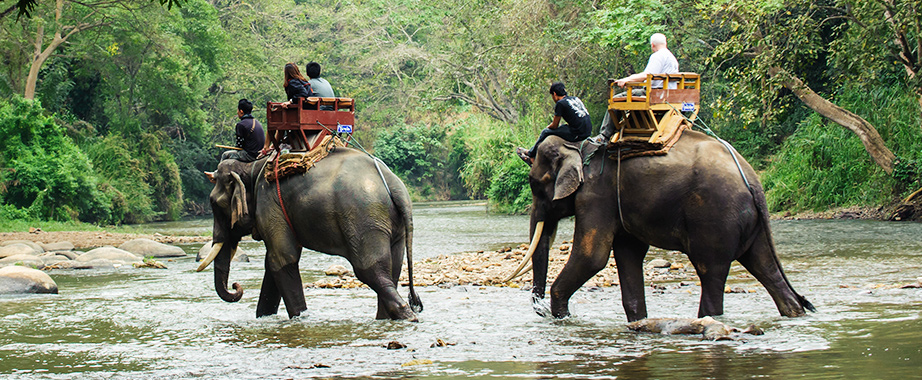 Elephant ride in Chiang Mai