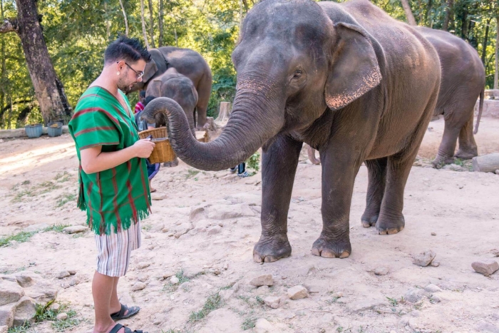 Magical encounter with elephants during your 7-day Phuket itinerary
