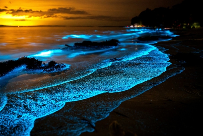 Go to Phuket in August to experience bioluminescence