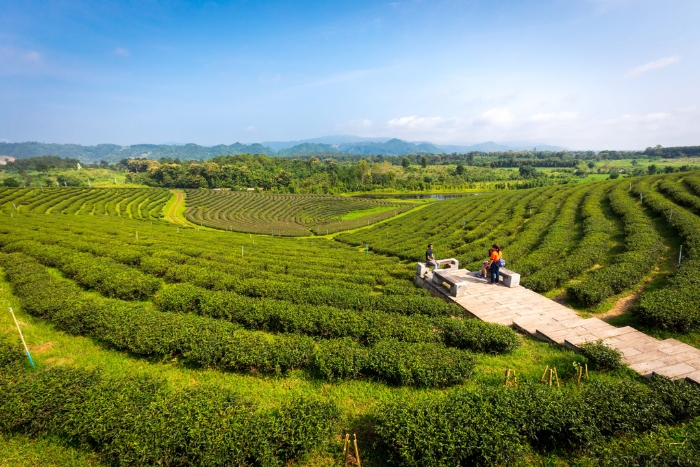 Choui Fong Tea Plantation a peaceful stop on your Thailand Laos 2 week itinerary