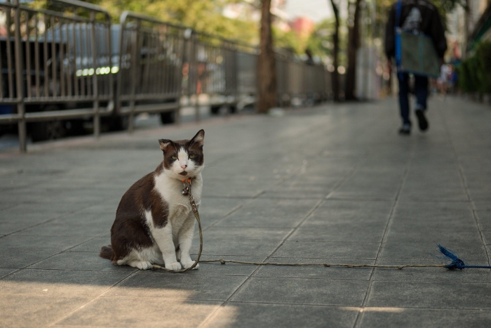 Why should you travel with your pet in Thailand?