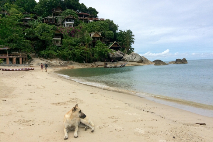 Relax by the beach during travel with pets in Thailand