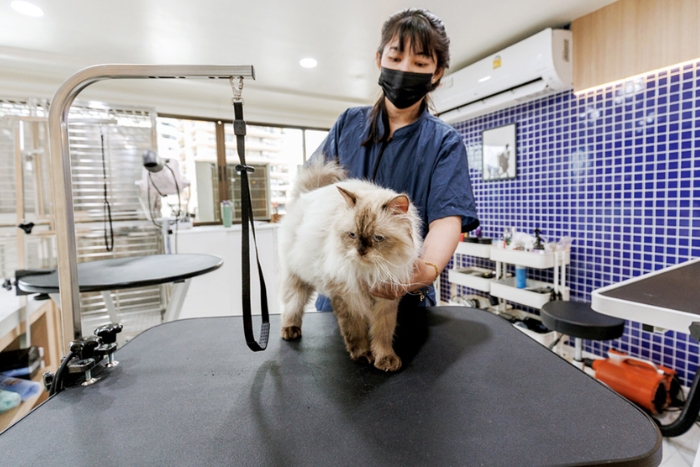Find a veterinary clinics before your Thailand pet friendly trip