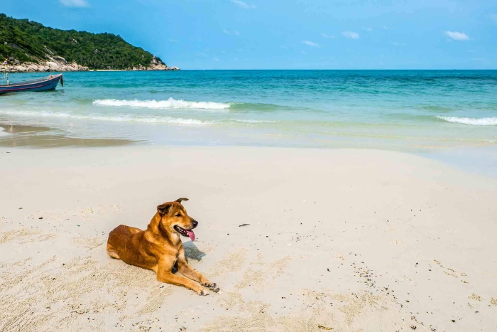 Koh Samui for your Thailand pet travel