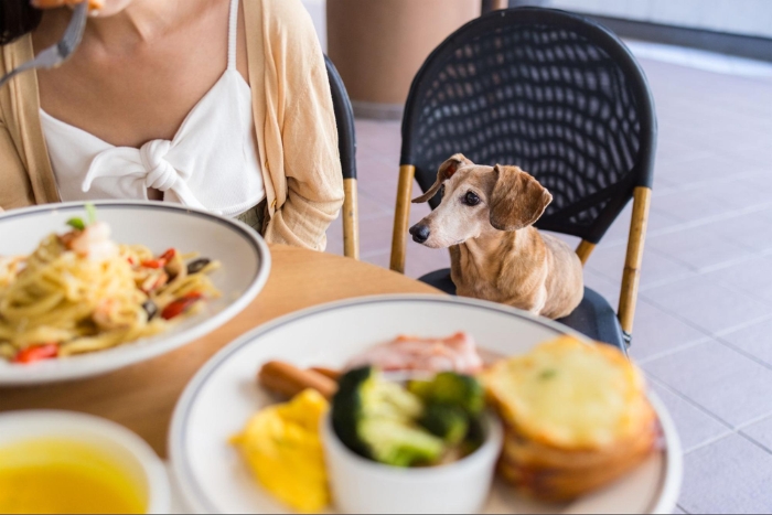 Khao Yai is also a pet-friendly destination in Thailand