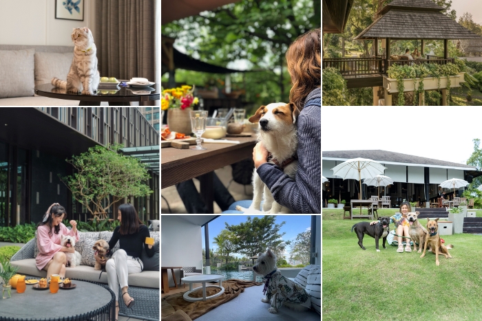 Several pet-friendly accommodations in Thailand for your trip