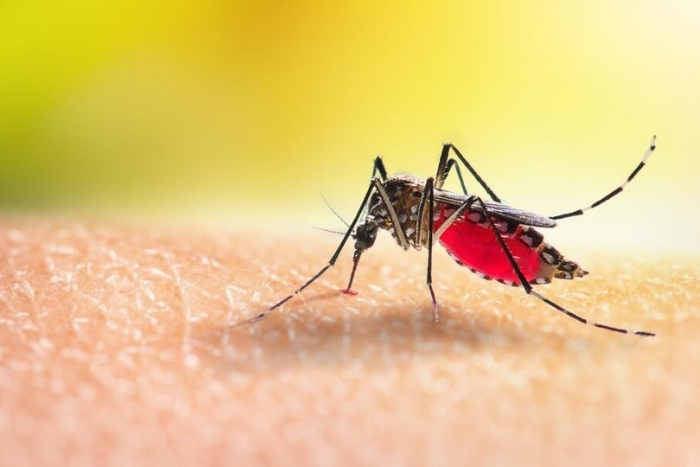 What Is dengue ?