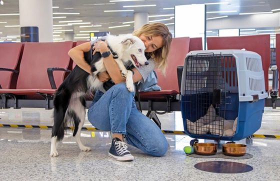 Thailand Pet Travel Rules - Thailand Travel Guide For Pet Owners