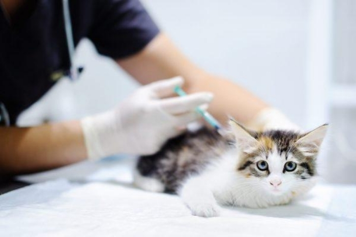 Vaccination requirements for Thailand travel