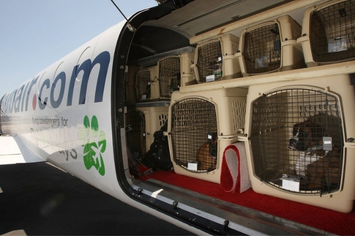 How to transport a pet by plane to Thailand