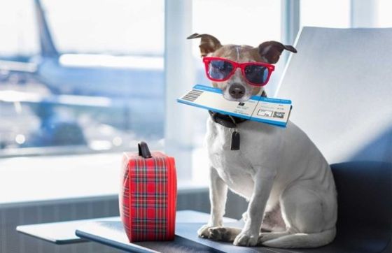 Bring Dog To Thailand? Tips For Traveling To Thailand With Your Dog