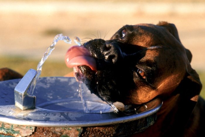 Prepare ways to keep your dog cool while traveling