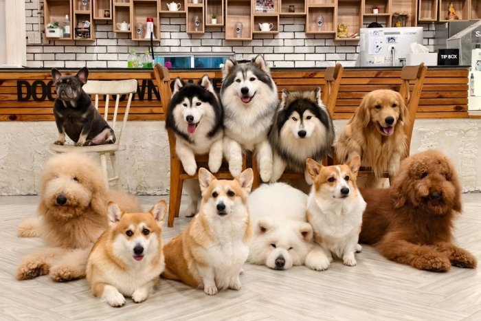 Save this list of adorable dog caf&eacute;s in Thailand!