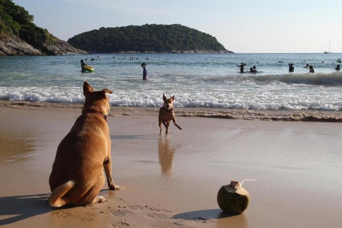 Enjoy the beach with your furry friend in Thailand