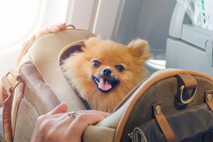 It&rsquo;s totally possible to fly to Thailand with your dog