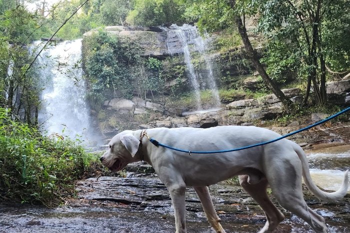 You can explore nature with your furry companion in Chiang Mai