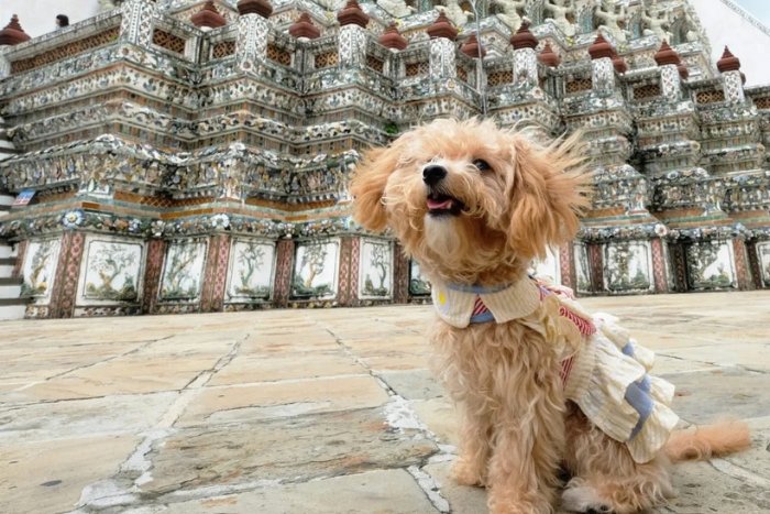 Small dogs can enter some attractions as long as they are carried in a backpack or kept in a carrier