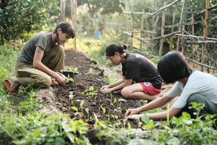 At Pun Pun Organic Farm, you can take part in growing vegetables and learn about organic farming