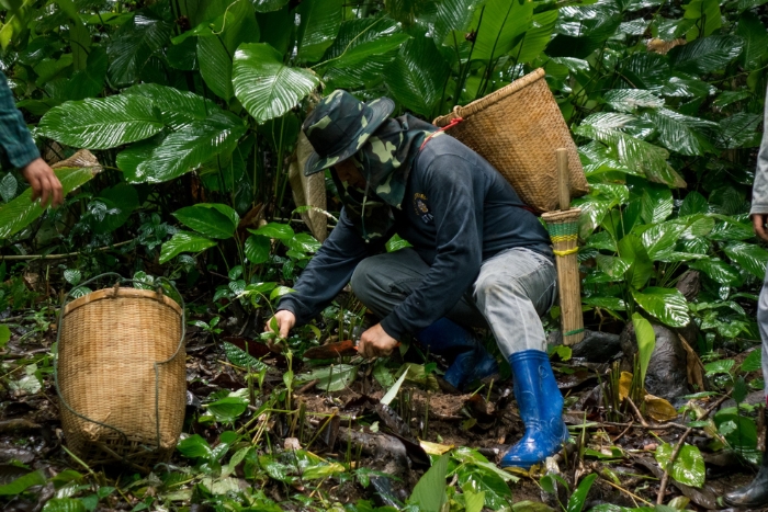 Explore the village of Mae Kampong, an activity for your farm stay in Thailand