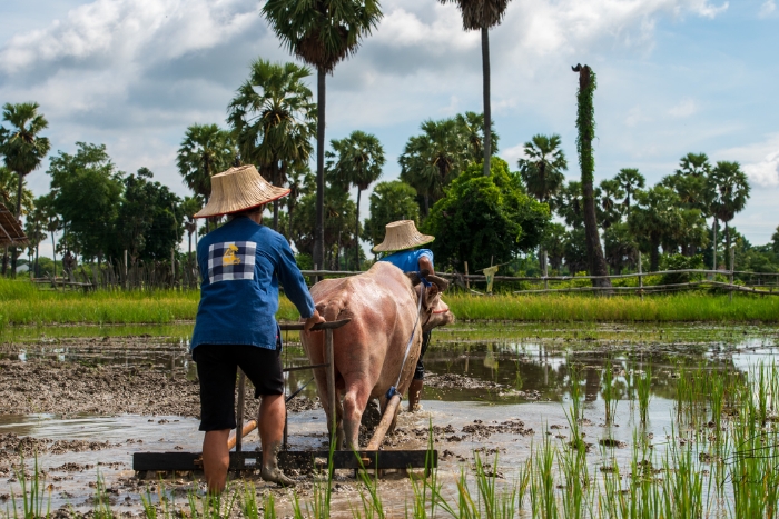Experiences of agricultural work during your Thailand farm stay