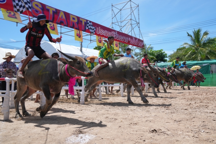 What to do in rural Thailand? Buffalo races, a festival in the Thai countryside