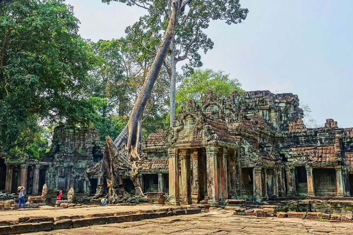 Giant tree roots embracing the ancient Ta Prohm ruins
