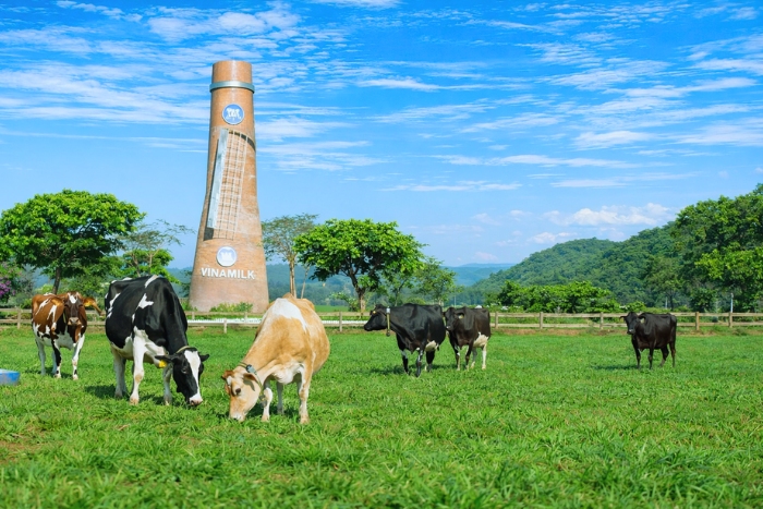 Immersion in a dairy farm in Ba Vi, Hanoi