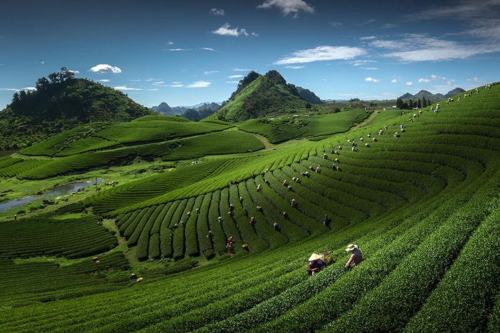 Moc Chau's Green Paradise In The Heart Of Northwest Vietnam