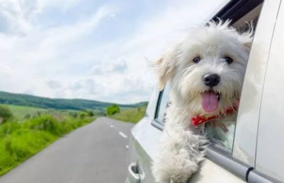 What Is A Good Itinerary For 2 Weeks In Vietnam With Your Dog?