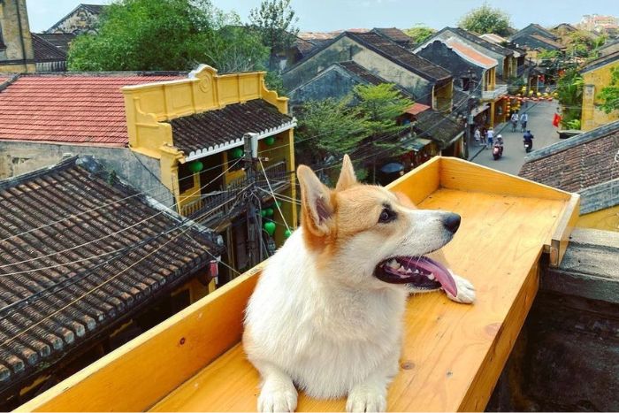 Hanoi, Ninh Binh, and Hoi An form a well-balanced itinerary