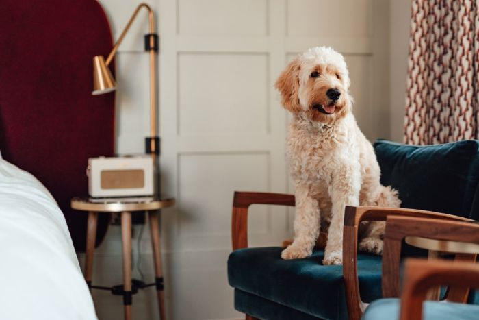 Suitable accommodation makes everyday life with your dog easier