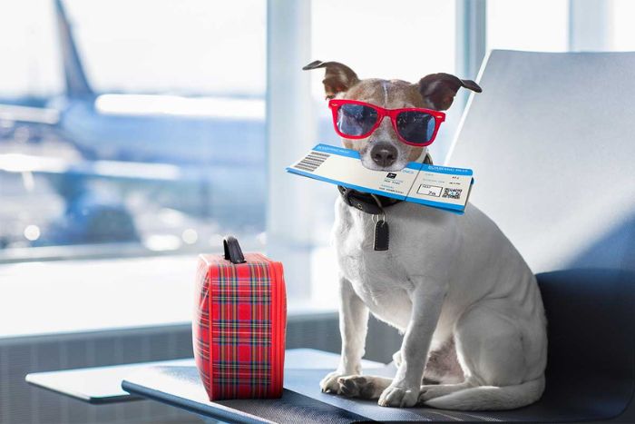 The formalities must be prepared before departure
