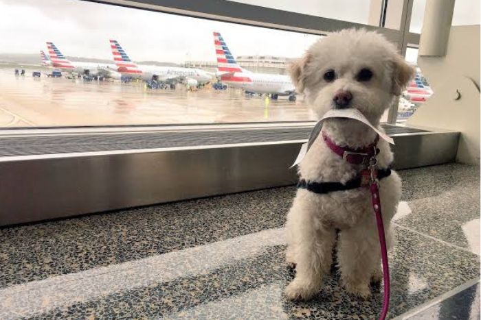 Anticipate the costs specifically associated with your pet