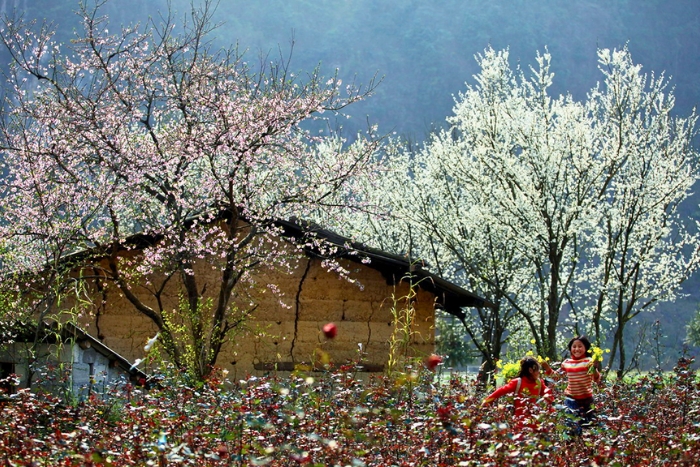 Blossoming plum trees capturing the gentle beauty of Sapa in January