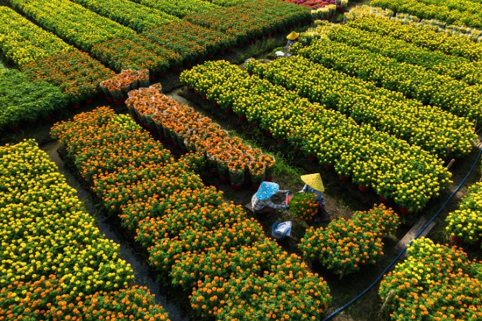 Sa Dec Flower Village, a beautiful stop on my Vietnam itinerary 21 days in January for solo female travelers