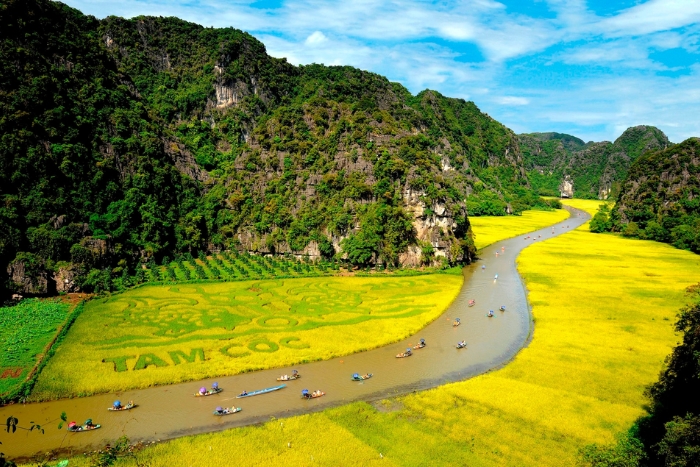 Tam Coc, surrounded by golden rice fields and limestone cliffs