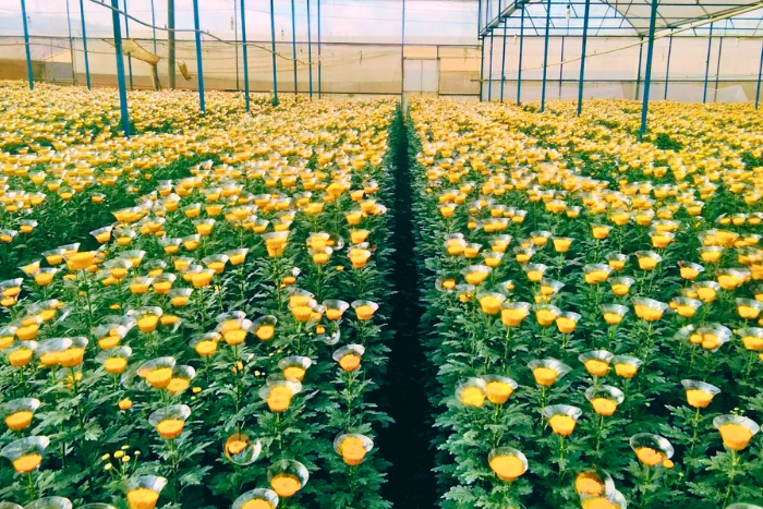 Experiencing Thai Phien Flower Village during my 3-day agricultural travel in Vietnam