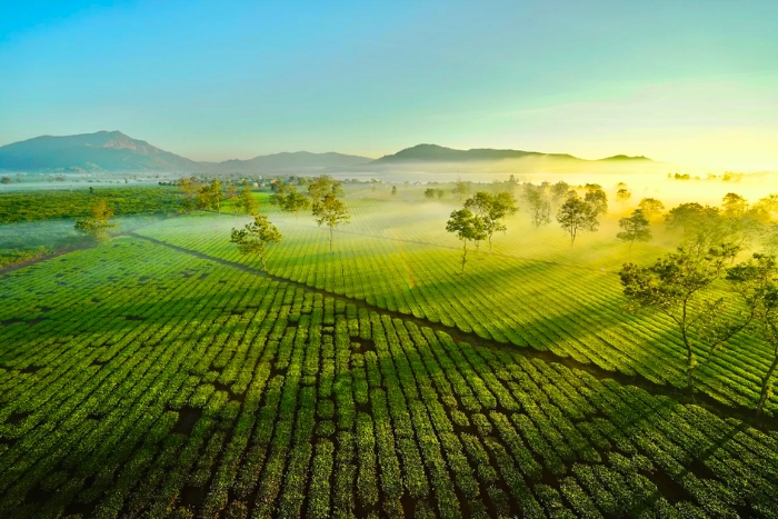 Afternoon light over Bien Ho Tea Hills 