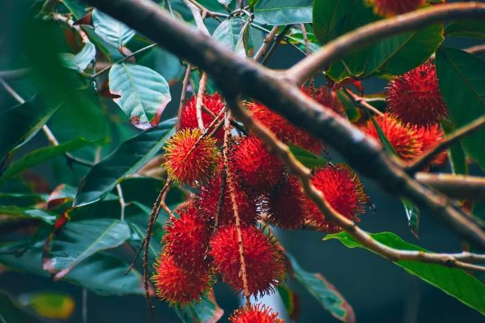 Vibrant red rambutan at the "fruit kingdom" Tan Phong