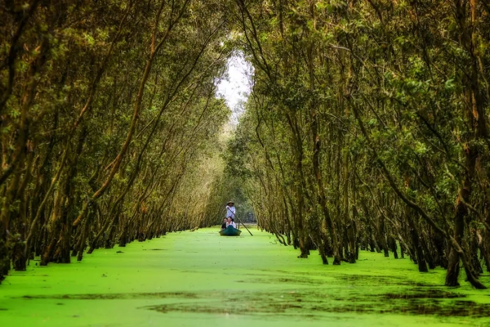 Head to Tra Su cajeput forest