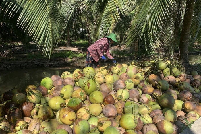 Coconuts in Ben Tre Vietnam