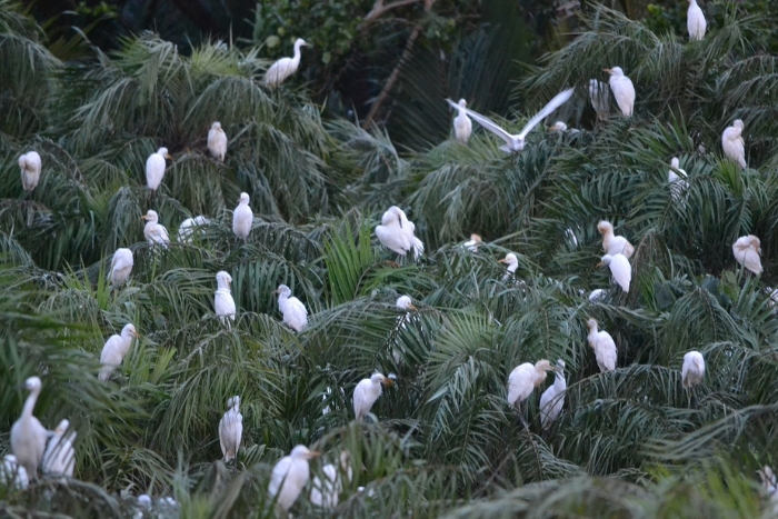 Vam Ho Bird Sanctuary – Admire the spectacular beauty of nature