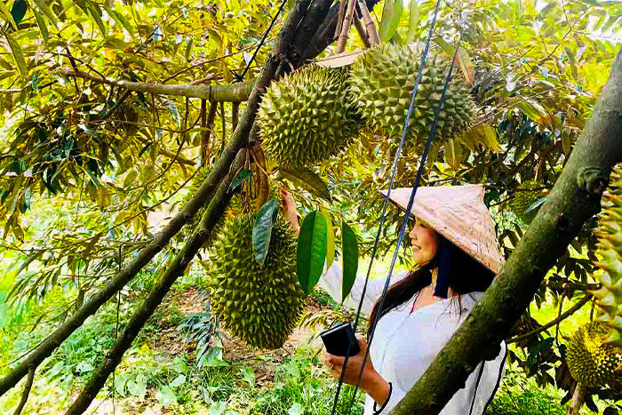 Visiting Ben Tre during the rainy season? Bring back some fruits as a gift